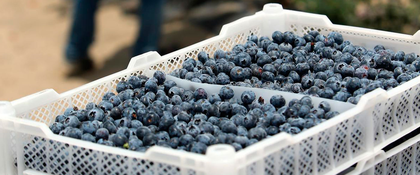 Colombia projects to multiply its blueberry crops sevenfold by 2026.