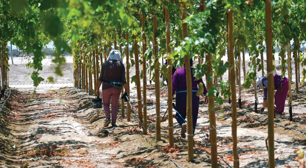 El agro colombiano impulsa las exportaciones: envíos crecieron 50,9%